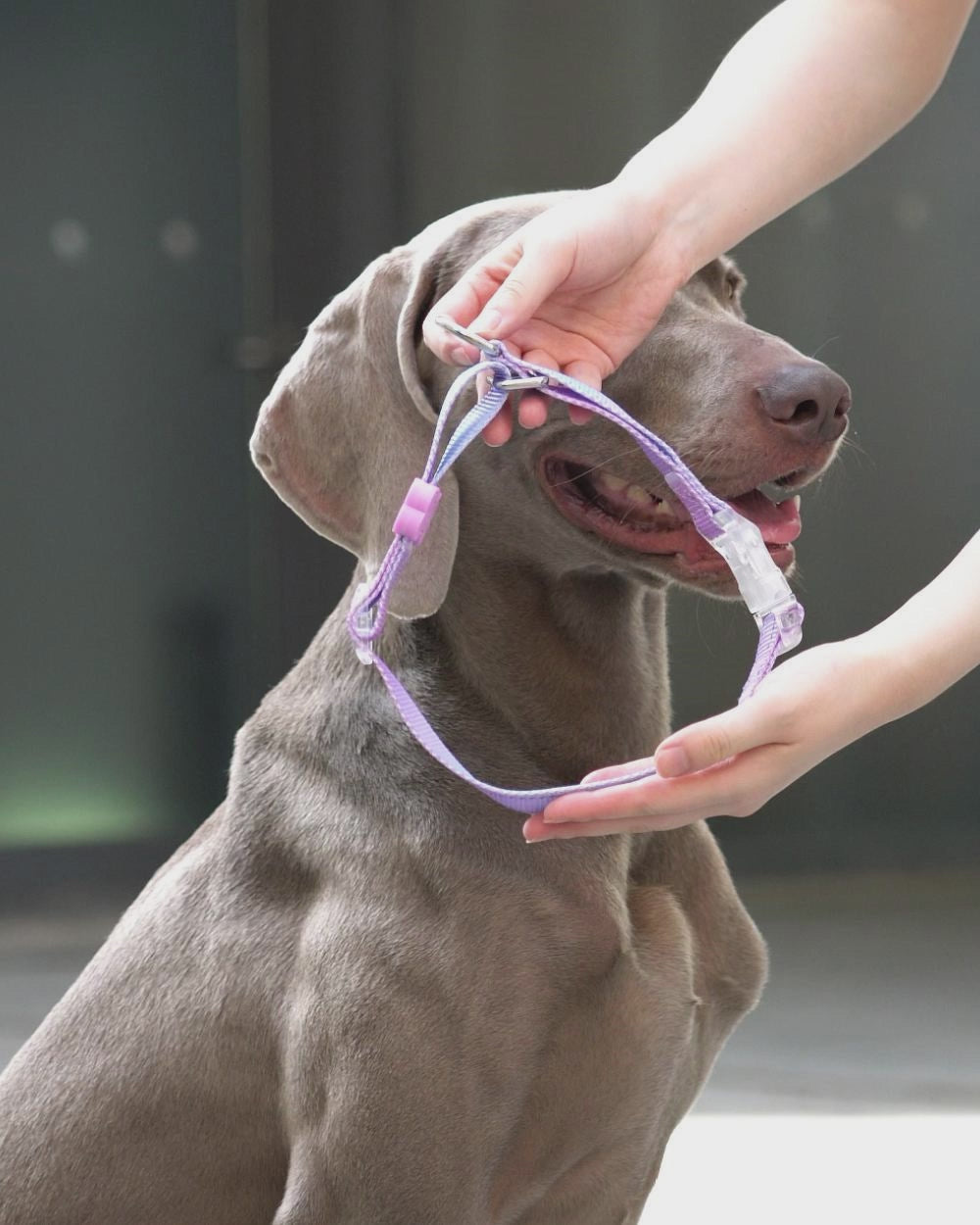 Video demonstrating how to wear the Bella & Pal Controla Swift Martingale collar. Shows the collar tightening when the dog pulls and loosening when relaxed, highlighting its no-pull function and secure fit. Ideal for large dogs, offering comfort and safety